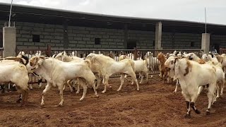 Rehan Goat Farm Nashik | Biggest Andul Goats.