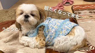 【シーズー】大好きなばぁばが来た時の反応が可愛すぎた！【犬vlog】