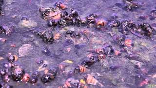 Footage of Singing Fish/பாடும்மீன் in Batticaloa Lagoon