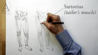Anatomy of the Leg - Anatomy Master Class for figurative artists
