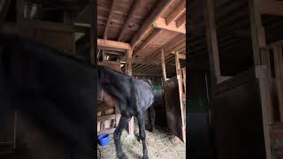 (Part one of three.) My morning cleaning.  Mucking out and restocking ￼stalls.