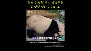 늦게 귀가한 루이 안아주는 다정한 엄마 아이바오#Aibao #아이바오 #Twin panda, Korea #ruihui #루이후이