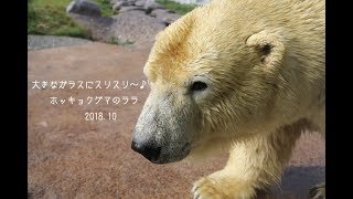 大きなガラスにスリスリ～♪　ホッキョクグマのララ