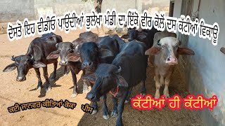 8 Murrah 2Nilli Ravi Heifers For sale(10) ਇੱਕੋ ਘਰੇ ਦੱਸ ਕੱਟੀਆਂ ਵਿਕਾਊDate(25-10-21)Sandhu dairy Farg