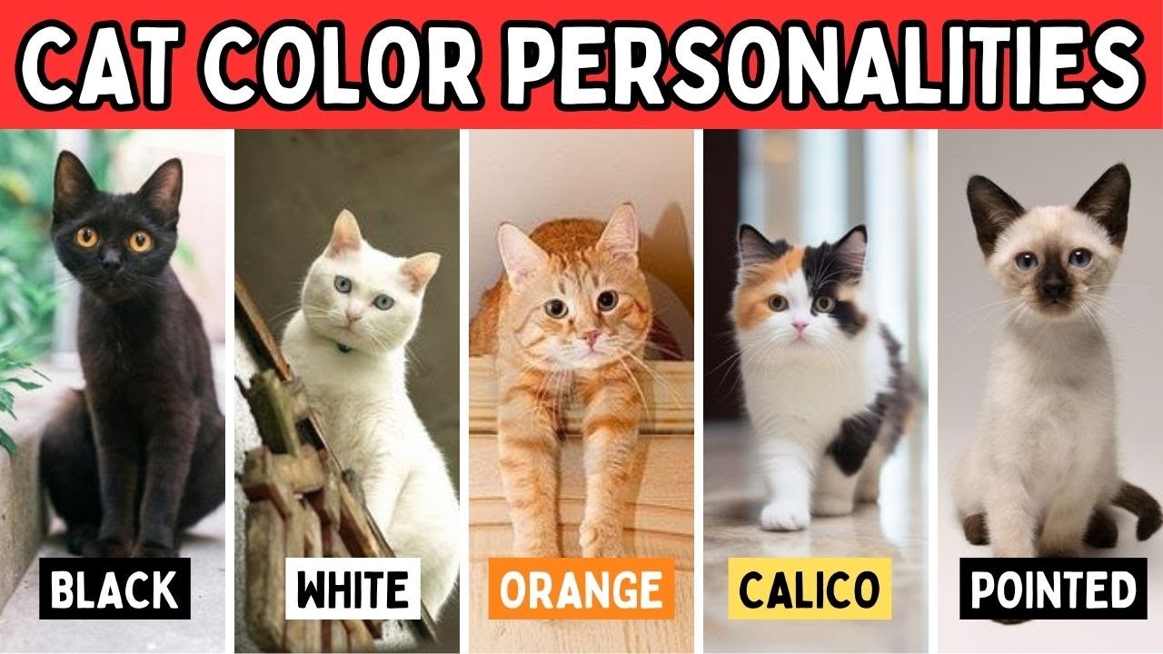 List Of Cat Colors With Pictures Infoupdate Org