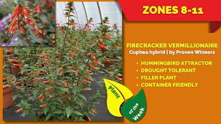 FIRECRACKER VERMILLIONAIRE | Cuphea hybrid | Proven Winners