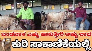 ಎಲ್ಲಾ ಕೆಲಸ ಬಿಟ್ಟು ಕುರಿ ಸಾಕಾಣಿಕೆ ಮಾಡಬೇಡಿ ( sheep Farming Karnataka Vadageri )