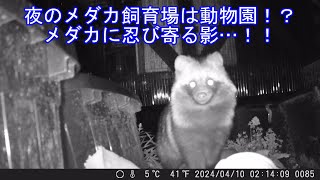 メダカの飼育場に夜中に現れる動物たち！あなたのお家にも来てるかも？？