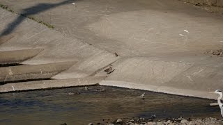 境川遊水地公園のカワセミとコガモとハクセキレイ（4K動画）