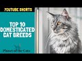 Top 10 Domesticated Cat Breeds For First Time Owners