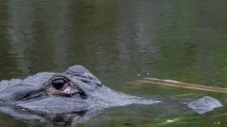 Alligator protects dead Python 06, Time Lapse Speed x2