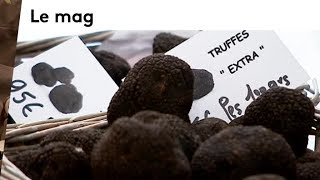 La truffe dans le Berry : histoire de renaissance