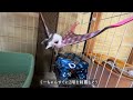 nd411【保護猫】サークルで遊びもレベルアップ。みんな早く元気になあれ。【赤ちゃん猫】