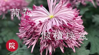 【彬彬有院】花 •329《盆栽菊花假植换盆》//买回来的菊花在盆里长满了根，怎么办呢？