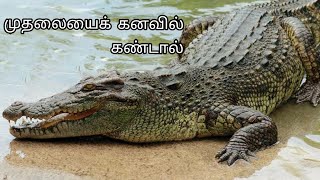 முதலையை கனவில் கண்டால் | muthalaiyai kanavil kandal enna palan ! | crocodile in dream |anita's clips