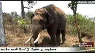 பந்தலூரில் யானையை பிடிக்க நீலகிரி வனத்துறையினர் முயற்சி