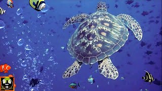 Underwater Sounds with Nature Oceanscapes & Underwater Animals | 8 Hours Deep Sea Sound (Part 1)