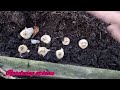 planting muscari bulb in winter 2023