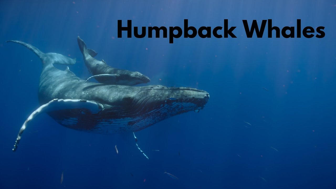 Humpback Whales Youtube