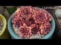 초보자가 키우기 쉬운 다육이 10종 top 10 순위 succulent plant