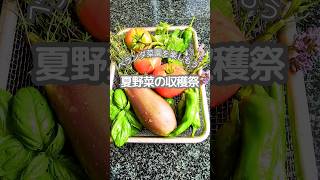 プランター夏野菜を無肥料無農薬で#有機栽培 #家庭菜園 #自然農 #オーガニック#夏野菜 #ウェルビーイング