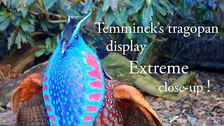 Temminck's tragopan display Extreme close-up!