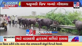 Jubilee Bridge turns into Gaushala after as water level rises in Porbandar | Gujarat Rain | TV9News