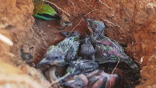 Bumble Bee Feeding baby birds in nest | Asian bee eater