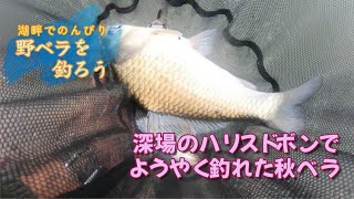 深場のハリスドボンでようやく釣れた秋ベラ【ヘラ野釣り、常陸利根川】