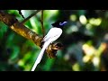 Birds of Paradise,asian paradise flycatcher (स्वर्गीय नर्तक )bird of India,koyna wildlife sanctuary