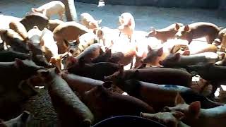 Piglets for sale sundhar pig farm Tamil nadu erode I am Arun kumar sundhar