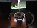 starting seeds inside with aerogarden harvest elite slim