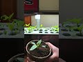 Starting Seeds Inside With Aerogarden Harvest Elite Slim