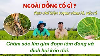 NGOÀI ĐỒNG CÓ GÌ?| Chăm sóc lúa giai đoạn làm đòng và dịch hại kéo dài - vàng lá, yếu rễ.