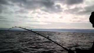 Halibut fishing at the high spot Bandon Oregon