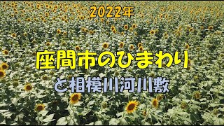 2022年 座間のひまわりと河川敷