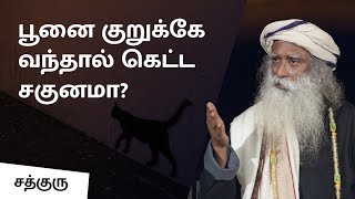 பூனை குறுக்கே வந்தால் கெட்ட சகுனமா? | Belief Vs Superstition | Sadhguru Tamil