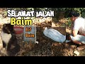 SELAMAT JALAN BAIM - rif Baim (kucing kesayangan) 😭😢