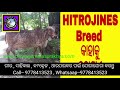 hitrojines breed କାହାକୁ କୁହାଯାଏ by biswa gomata surakhya bgs gir sahiwal kankrej tharparkar