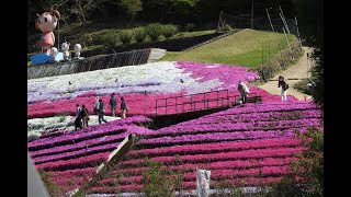 Shiba-zakura(Creeping phlox) in Himeji, Japan in 2022