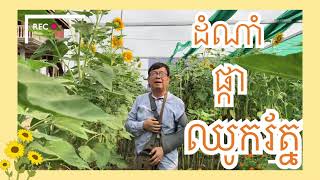 ដំណាំផ្កាឈូករ័ត