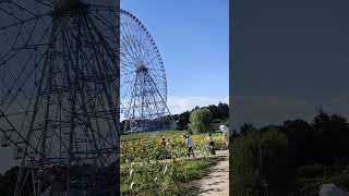 りんぐの今日の葛西臨海公園・ひまわり畑🌻【2023.7.28】