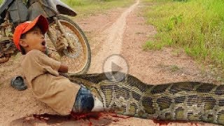 Primitive Technology: Simple DIY Python Snake Trap Using Real hands to Catches That Work 100%