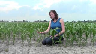 Finding Corn Runts in Your Field (English)