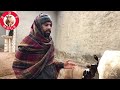 ਮੁੱਲ 35 ਹਜ਼ਾਰ 2 ਗਾਵਾ ਸੇਲ 2 cow for sale 14 1 2024