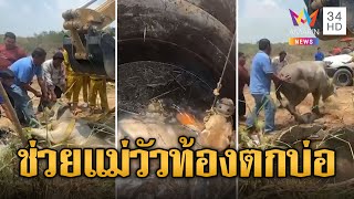 นาทีชีวิต! กู้ภัย-พลเมืองดี ช่วยแม่วัวท้องตกบ่อ 6 เมตร หวิดดับ