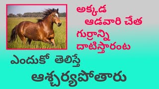 #horse#అక్కడ ఎవరి మీదైనా అనుమానం వస్తే గుర్రం దాటిస్తారంట#viralvideos#baluwithyou