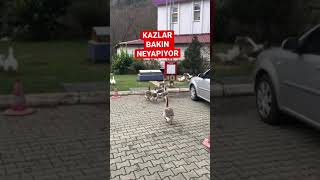 Kazlar bakın ne yapıyor.Kaz sürüsü.Kaz çiftlik #shorts #short #shortvideo #shortsvideo #kaz