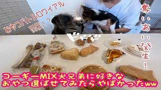 【犬ご飯動画】自粛中のコーギーミックス子犬兄弟が大量のおやつを目の前に大興奮した結果！！！【お家時間】