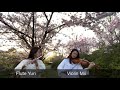 【ボカロ】『千本桜』 黒うさp・初音ミク　ヴァイオリンフルートで弾いてみた吹いてみた